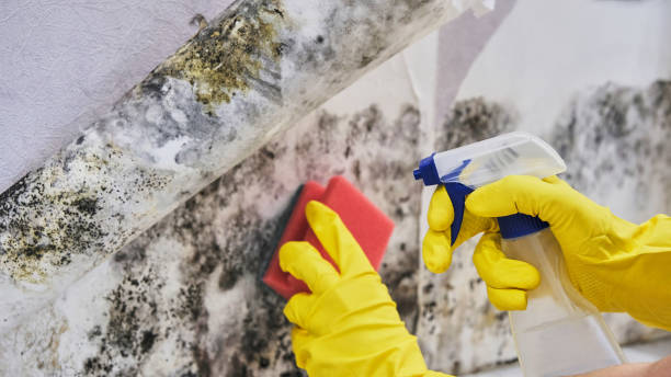 Best Health and Safety Mold Remediation in USA